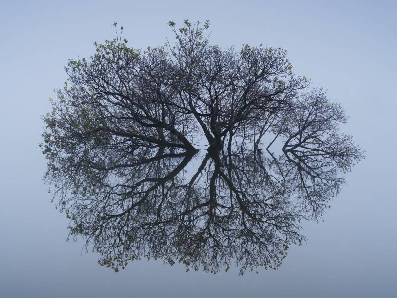 Bộ xử lý hình ảnh GFX 100S nâng cao và lấy nét AF tự động vượt trội