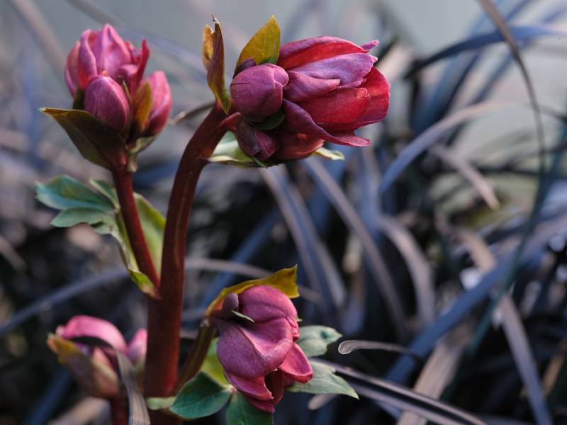 kính ngắm OLED 3,69 triệu điểm ảnh với độ phủ 100%, màu sắc tươi sáng, sống động