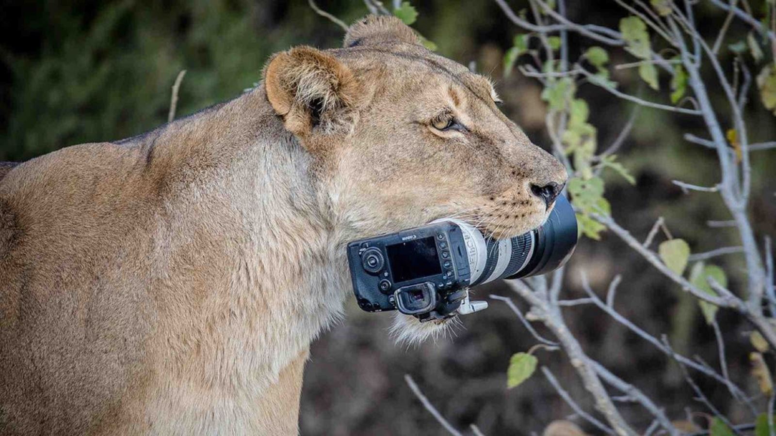 Sư tử mẹ “trộm” camera ngàn đô của nhiếp ảnh gia hoang dã